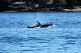 Whale Watching In Australia — Australian Tourism Guide