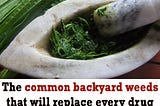 Common Back Yard Weeds that will Replace Every Drug
