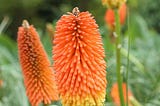 Red Hot Poker Flower Essence