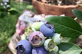 Can you grow blueberries in a pot — Gardener Dude