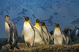 The Penguin