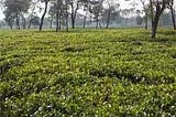 Tea Garden Sale or Lease in North Bengal