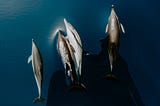 Soaring Above: How Drones Elevate Dolphin Research and Conservation