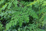 Leaves of the Moringa tree