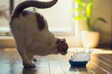 Learning Cats Effects —Managing resources 😼