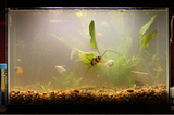 Brown Algae In Fish Tank | How TO Get Rid Of Brown Algae