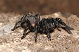 The Deadly Funnel-web Spider!