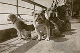 The 3 Dogs That Survived The Titanic Shipwreck