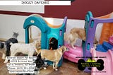 Doggie Day Care — SONORAN DESERT PET RESORT