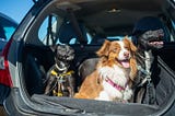 A Comprehensive Guide to Removal Dog Hair from Your Car