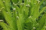 How to grow luscious Ostrich ferns.
