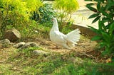 A White Dove, symbol for God’s Holy Spirit roaming free in a park.