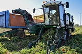 La campaña del tomate roza la barrera de los 100.000 kilos por hectárea