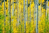 Bach Flower School: Aspen for Anxiety