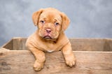 A sweet dog poses