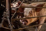 THE HIDDEN CRUELTY ON OUR PLATES
