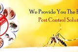 Effective Cockroach Control Services in Lucknow: Trust 24X7 Pest Control