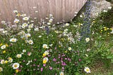 La det summe — Slik anlegger du din egen blomstereng
