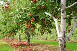An orchard row