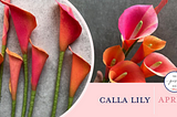 Let’s Look at the Calla Lily In-Depth