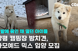 URGENT! Frozen and Tethered: Dogs and Puppies Abused at a Yangpyeong Camping Site