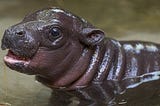 Save hippos