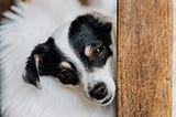 Rat Terrier: Breed History and Origin