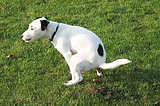 Role of Technology in Pet Care: Dog Poop Detection Systems