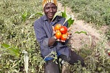 Growing Vegetables, a Potential Money Spinner for Farmers in Africa.