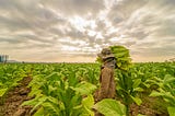 Tribert Rujugiro Ayabatwa on the Future of Farming