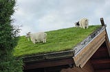 Itinerary Door County -Goats on the roof at Al Johnson's Swedish Restaurant and Butik