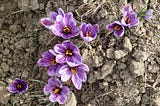 Harvesting saffron in 90,000 hectares of farms in Khorasan Razavi , Iranian saffron, saffron harvest, saffron cultivation, economic prosperity in saffron, medicinal plants, Khorasan Razavi saffron harvest, saffron harvest from Khorasan Razavi farms