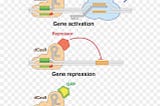 WHO proposes framework for a safer, transparent & ethical use of human genome editing tools…