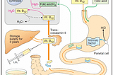 Vitamin B12 and folate metabolism