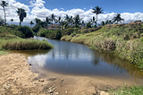 A sunny day with palm trees lining the horizon. In the foreground a clear stream of water, its banks lined with thick grasses and shrubs, the very picture of a tropical lagoon.