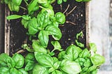 What Are the Benefits of Basil?