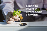 Guide to invest in hydroponic farming