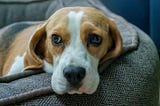The Ridglan Farms Beagles & the Problem With Buying Animals to “Rescue” Them
