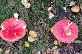 Common Wild Mushrooms for Foraging in the UK — First Edition