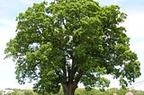 Fast Growing Shade Trees