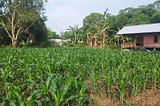 Mencatat Perkembangan Kebun Jagung dengan Sazara