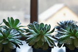 I Love Plants