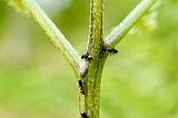 Ferns and flowers bribe helpful ant defenders with nectar, but ferns developed this ability much…