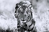 TIGER PICTURES