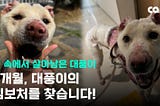 💔 Survivor of Unthinkable Cruelty: Stand with Daepoong for Healing and Justice!✊
