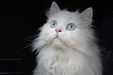 11 Blue Eyed Cat Breeds You Won’t be Able to Resist I The Discerning Cat