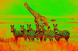 A girafa, a zebra e Jacob Collier. O desafio de viver sua verdadeira natureza