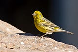 Taking control of flagger canary pods