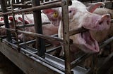 The Misery of Merely Existing — the Scandal of Animal Factories