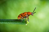Seven Deadly Wastes: Bugs